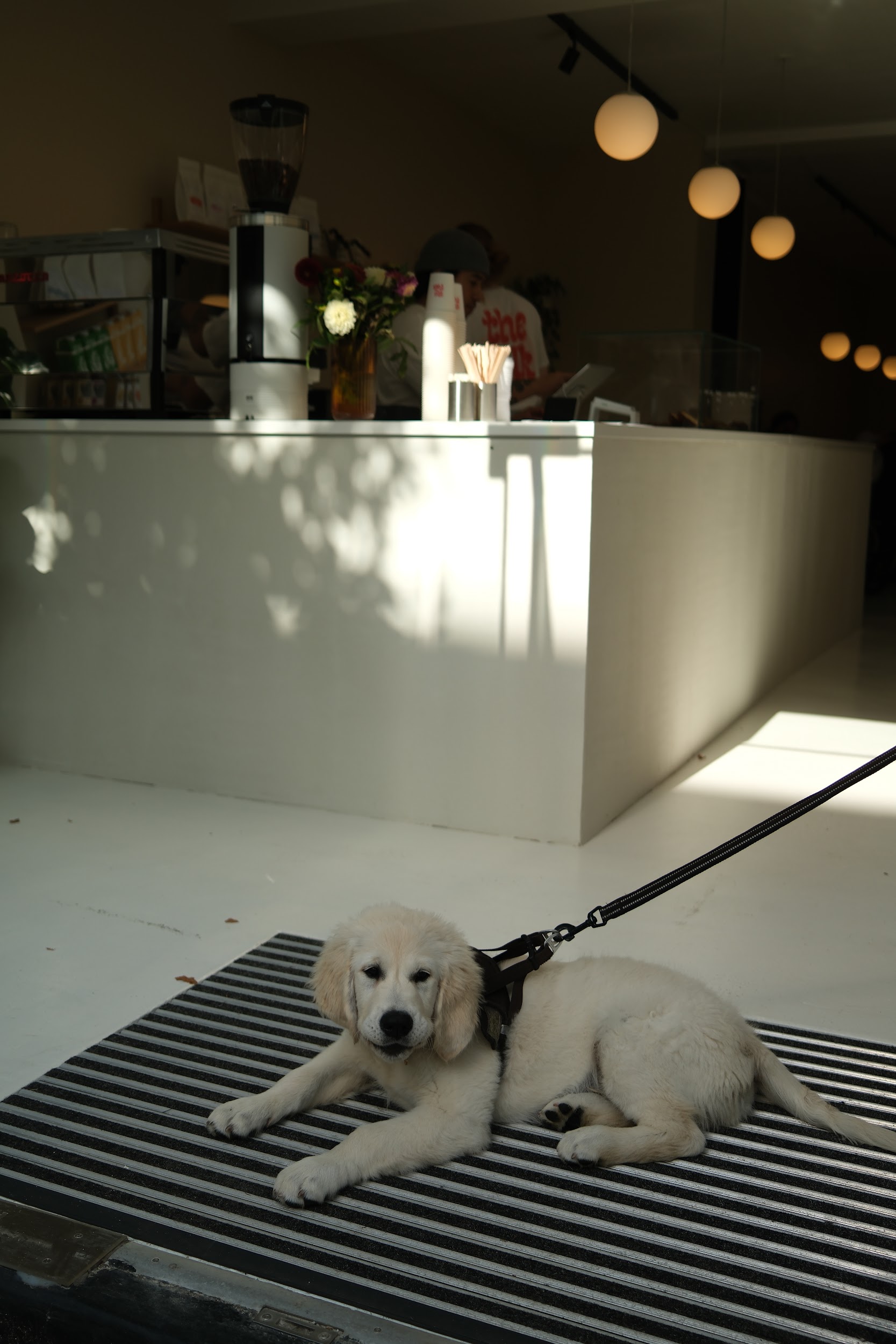 cute puppy laying on the door mat in front of the bar